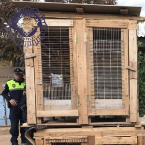 Agentes durante la intervención peleas gallos