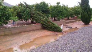 Arbres La Llosa (2)