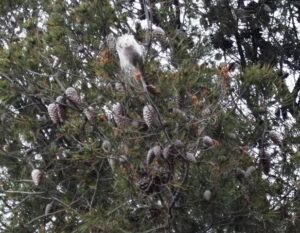 Bolsón de procesionaria y defoliación