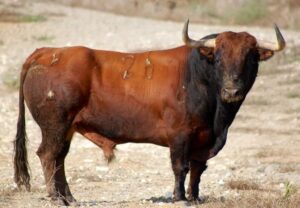 Bou del poble Roser 2014. Ganadería Torrealta