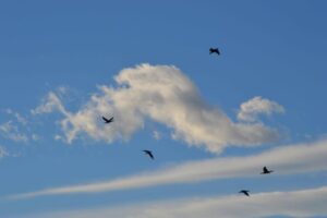 Cormoranes-grandes-entrando-al-dormidero