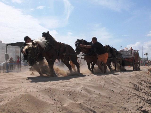 Tiro y arrastre. LXVIII Feria de Ganadería y Maquinaria Agrícola. 21-09-2014. AYUNTAMIENTO DE NULES