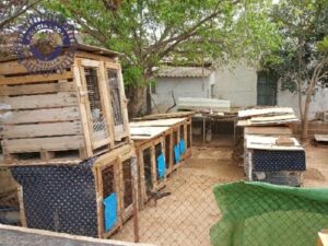 Jaulas preparadas para los gallos de pelea