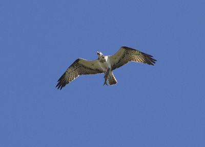 Las águilas pescadoras vuelven a visitar la desembocadura del río Mijares -  Castellon Información