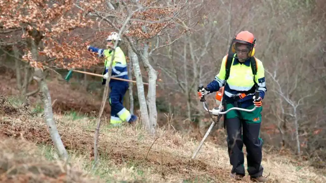 limpieza forestal