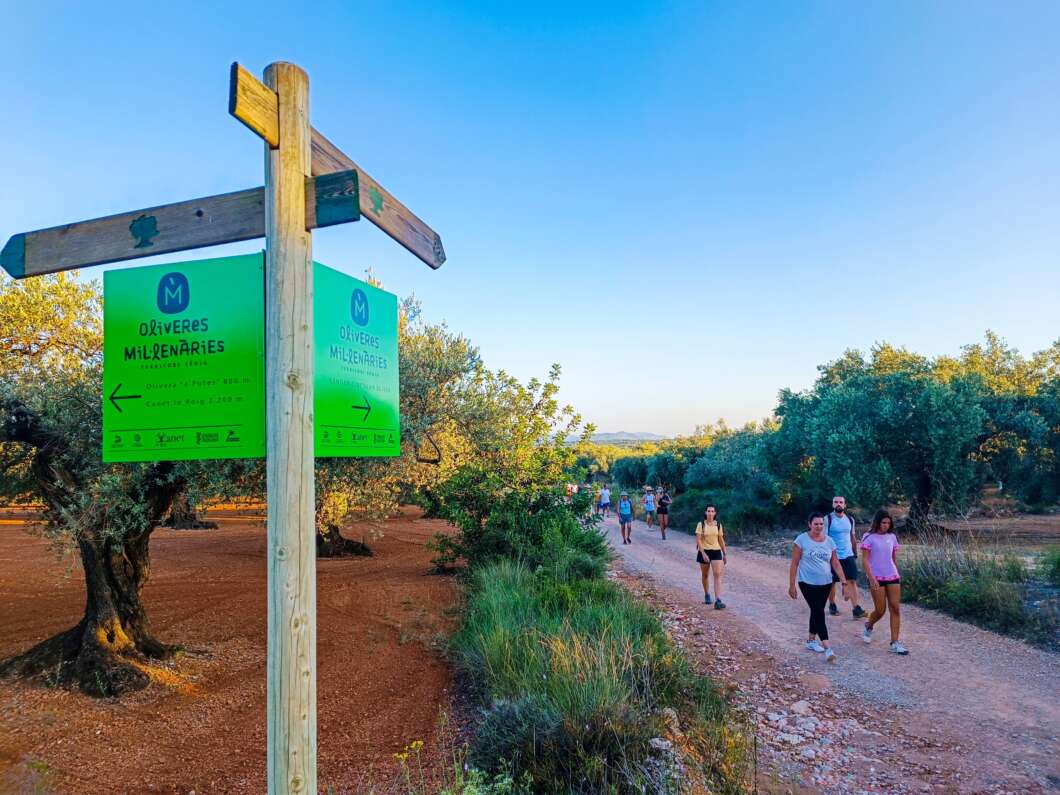 canet lo roig ruta olivos