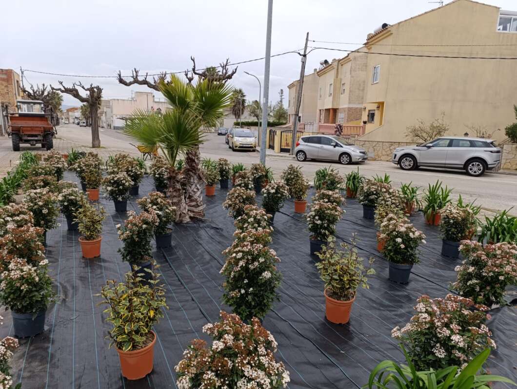 replantacion en san rafael del rio